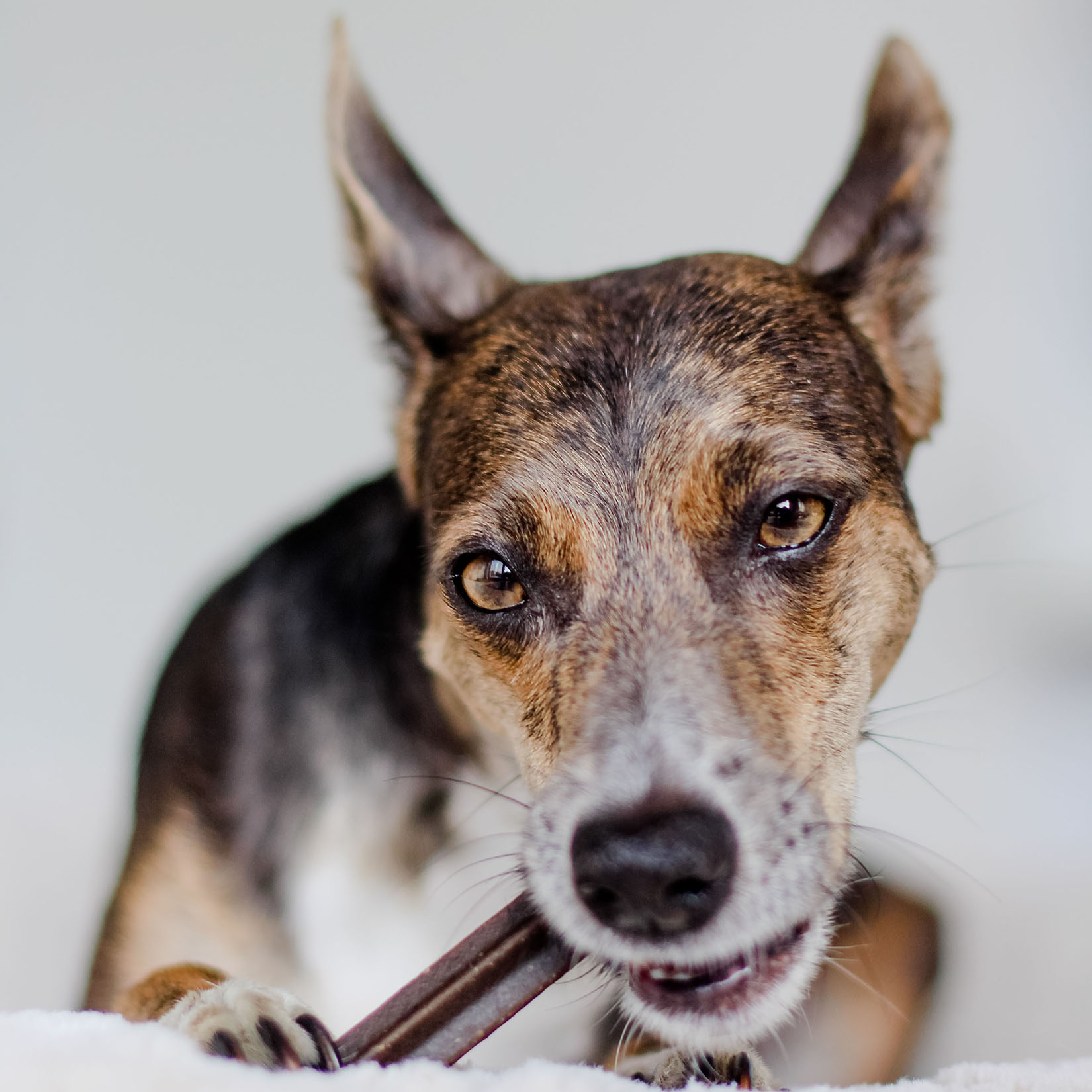 Dental Sticks - Tannrengjøring for hunder - Naturlige kosttilskudd for hunder